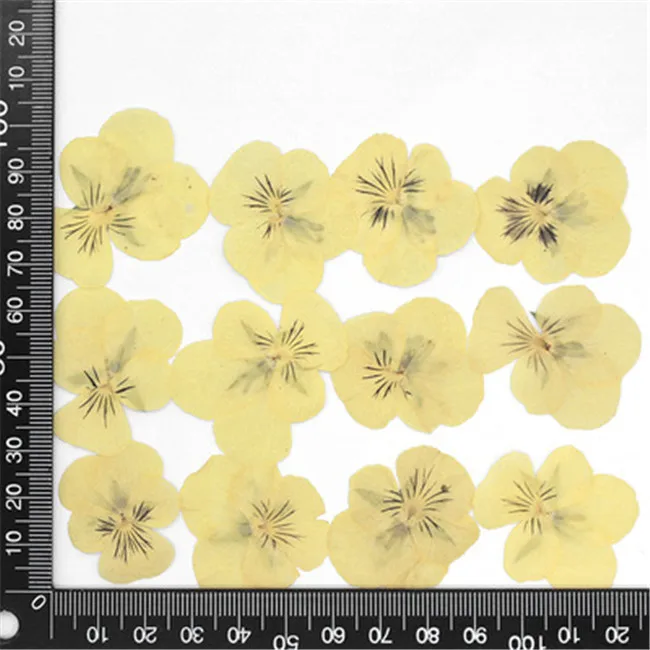 60pcs Pressed Dried Pansy Viola Tricolor L. Flower Plants Herbarium For Jewelry Postcard Bookmark Phone Case Making DIY