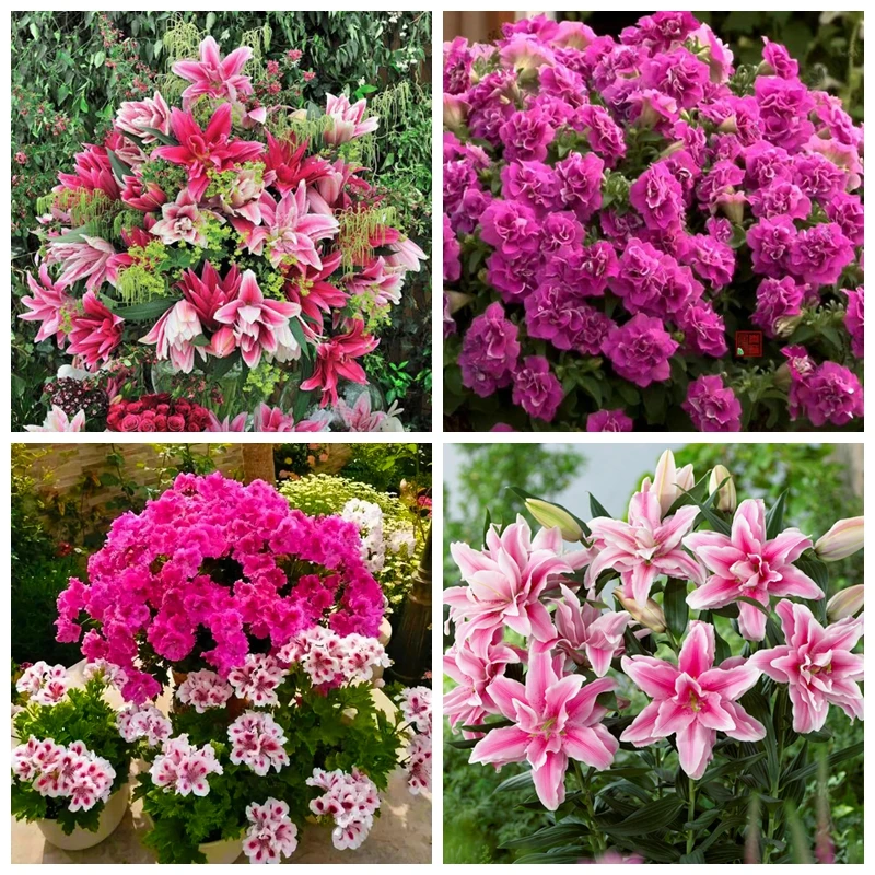 Cytokinin Plant Hormones Improve Vegetable Flower Fruit Better Product Grow Increase Production Fast Rooting Powder Rooting