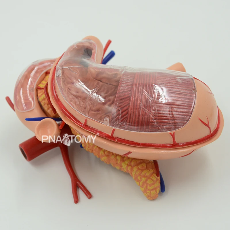 4D Detachable Stomach Model Removable Human Organs Anatomical Model Educational Equipment Medical Sciences Digestive System