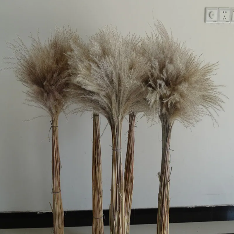 

Natural Dried Plants for Wedding Background Decor, Artificial Flowers, Party Stage Setting, Outside Decoration, Reed Plants