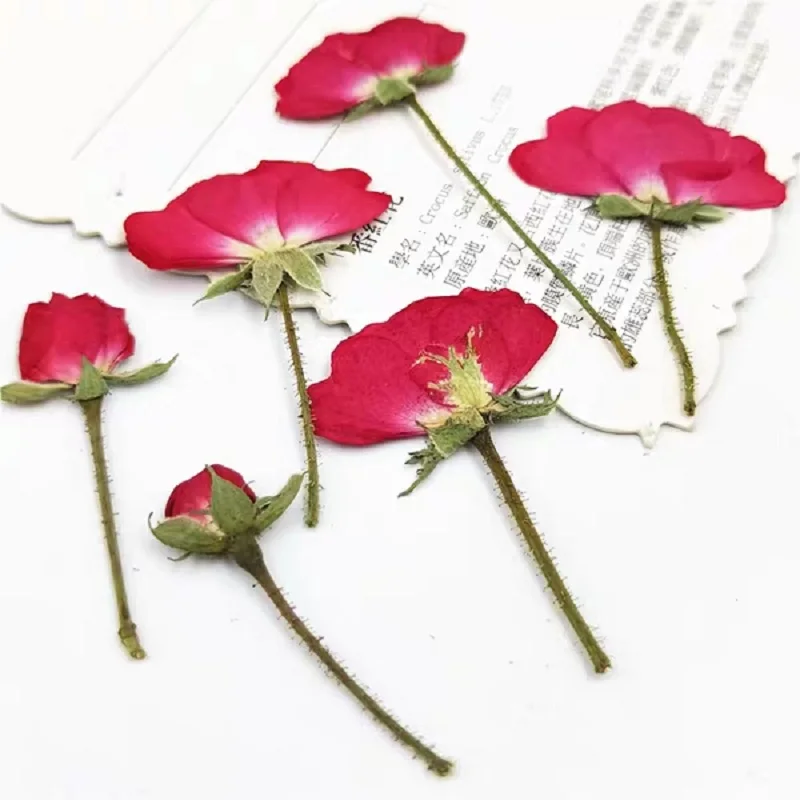 100pcs Pressed Dried Rose Flower Plants For Epoxy Resin Pendant Necklace Jewelry Making Case Face Makeup Craft DIY Accessories