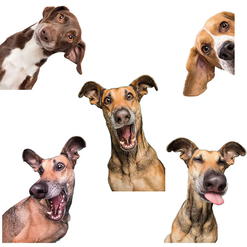 Three Ratels QD112 Funny hound head sticker Lovely dog home decoration Refrigerator Decal laptop toilet sticker