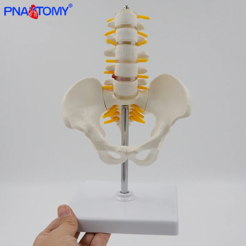 Mini Human Pelvic With Five Lumbar Vertebrae and Femur Model Spinal Column Spine Model Skeleton Anatomy Educational Equipment