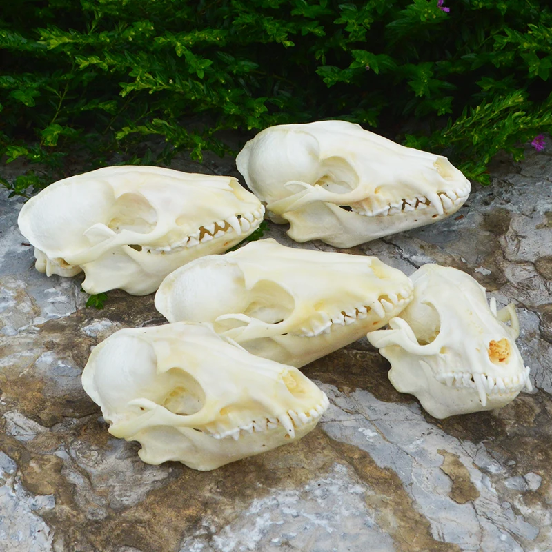 1: 1 Raccoon skull specimen, ornament/decoration