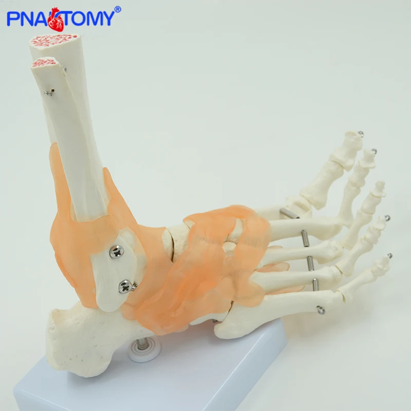 Human Foot Bone Model with Ligaments Life Size Feet Joint with Base Fibula and Tibia Anatomy Skeleton Model PNATOMY