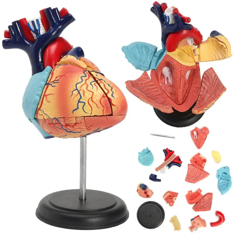 4D Human Heart Educational Toys  Assembled Model Medical School Educational Model Teaching Tools