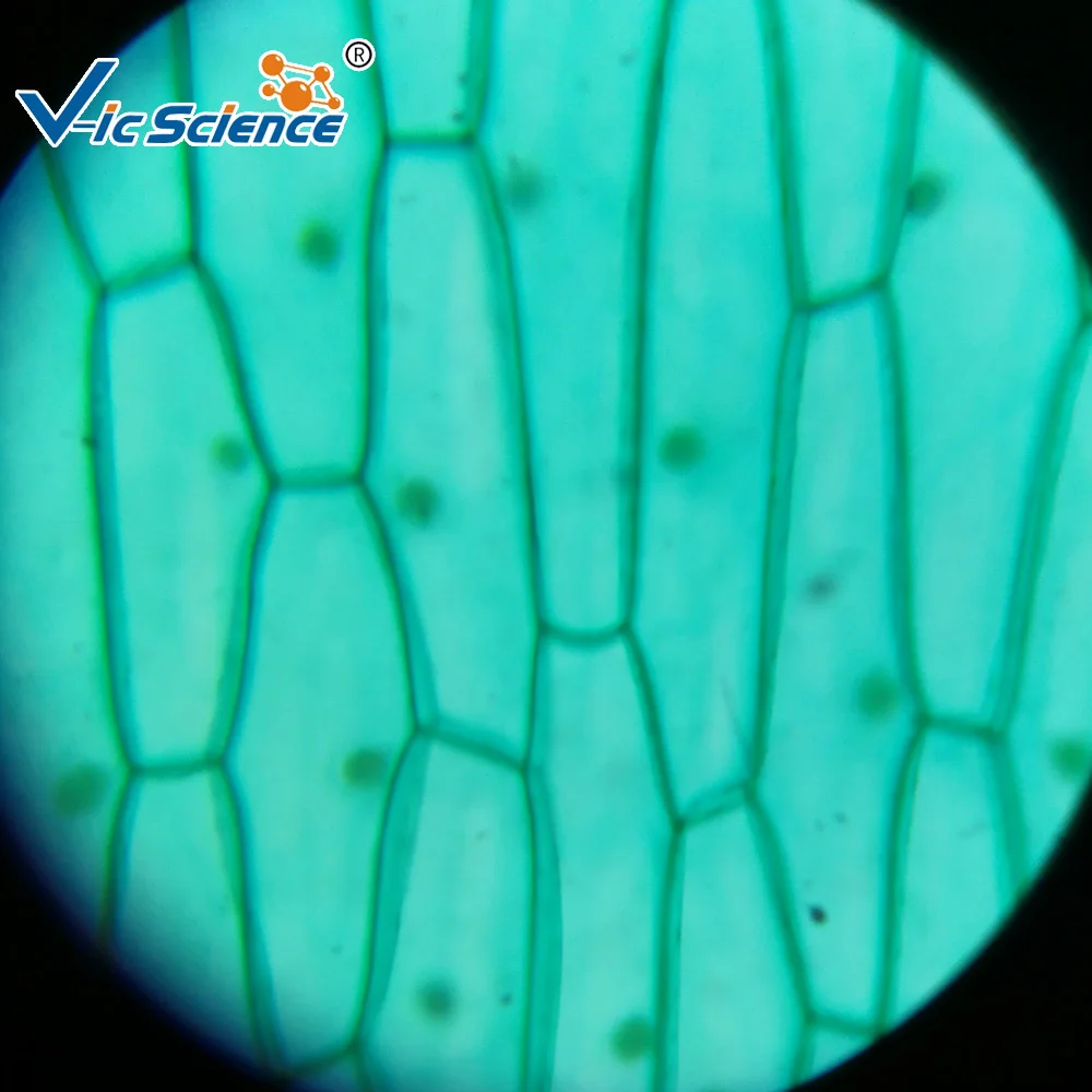 Lames de Microscope préparées pour l'école secondaire, 91 articles