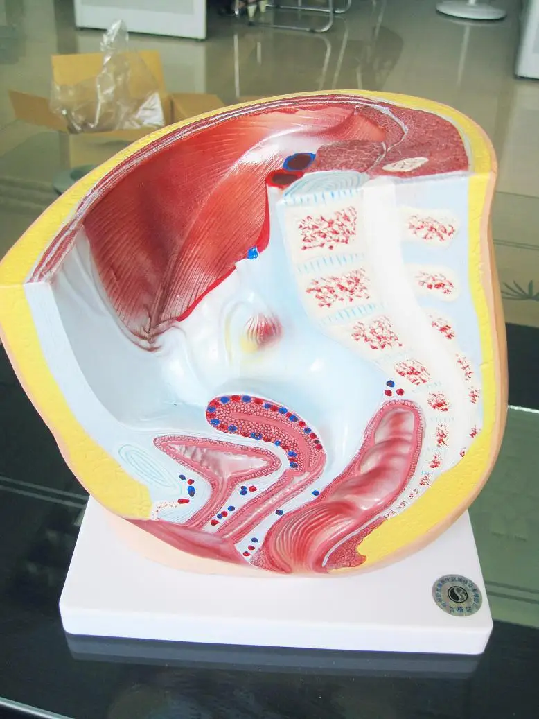 

1:1 Median Sagittal Section of Female Pelvic Anatomy Model Urinary System Medical Teaching Model Pelvic Anatomy Structure Model