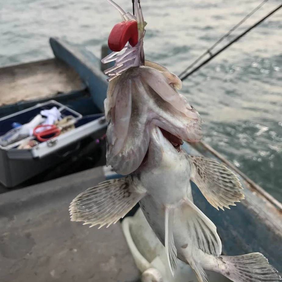TOMA 2pcs 7g 13g 19g Soft Shrimp Bait Fishing Lure with Jig Head Soft Shad Lure Saltwater Sea Bass Swimbait Fishing Tackle