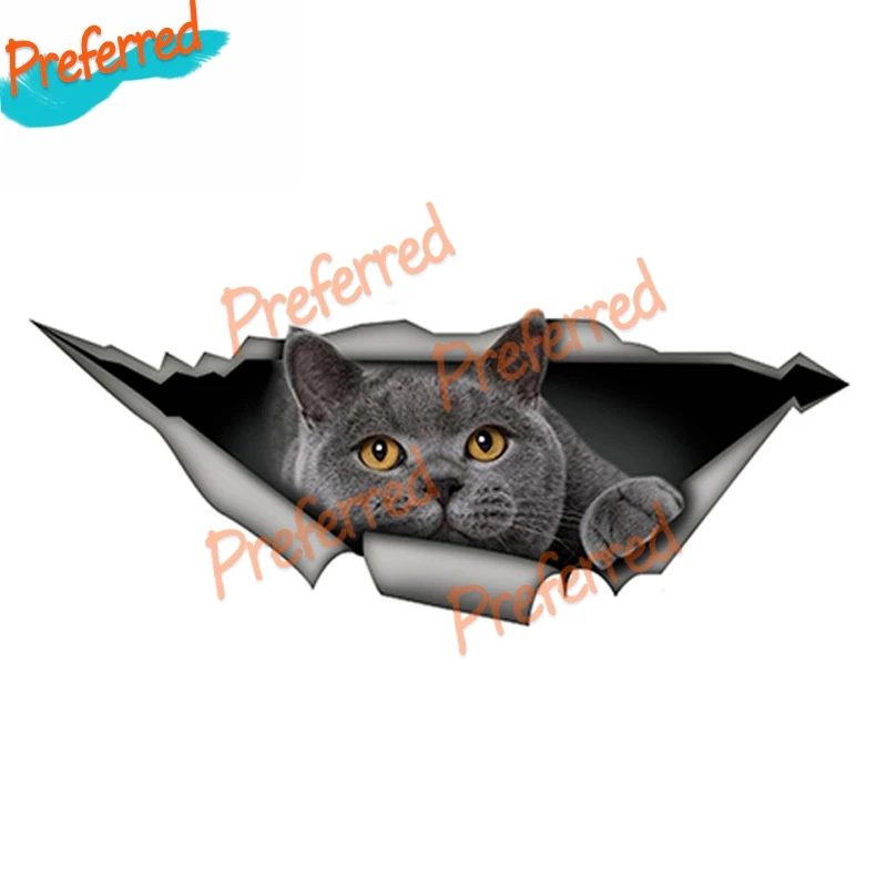 

British Shorthair Funny Cat Gray Cat Decal Motocross Racing Laptop Helmet Trunk Wall Vinyl Car Sticker Die Cutting