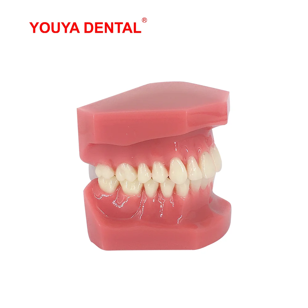 Dental Teeth Model For Studying Teaching Education Normal Adult Tooth Model Oral Dentistry Medical Dental Products  High Quality