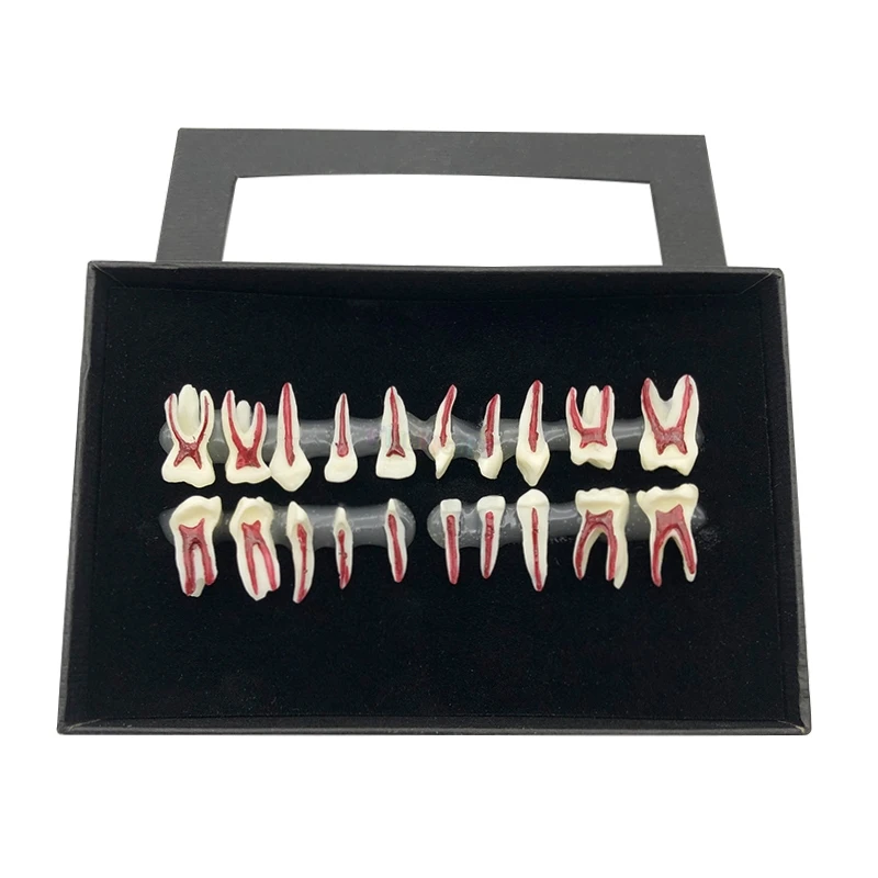 1box Child‘s deciduous teeth model Dental oral teach model display model tooth anatomical model for teaching