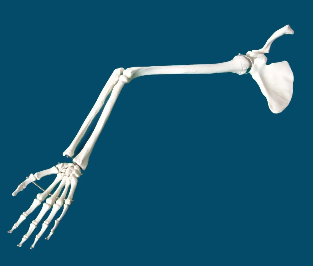 Medical standard upper limb bone shoulder joint clavicle elbow joint ulna radial bone hand bone human skeleton model specimen