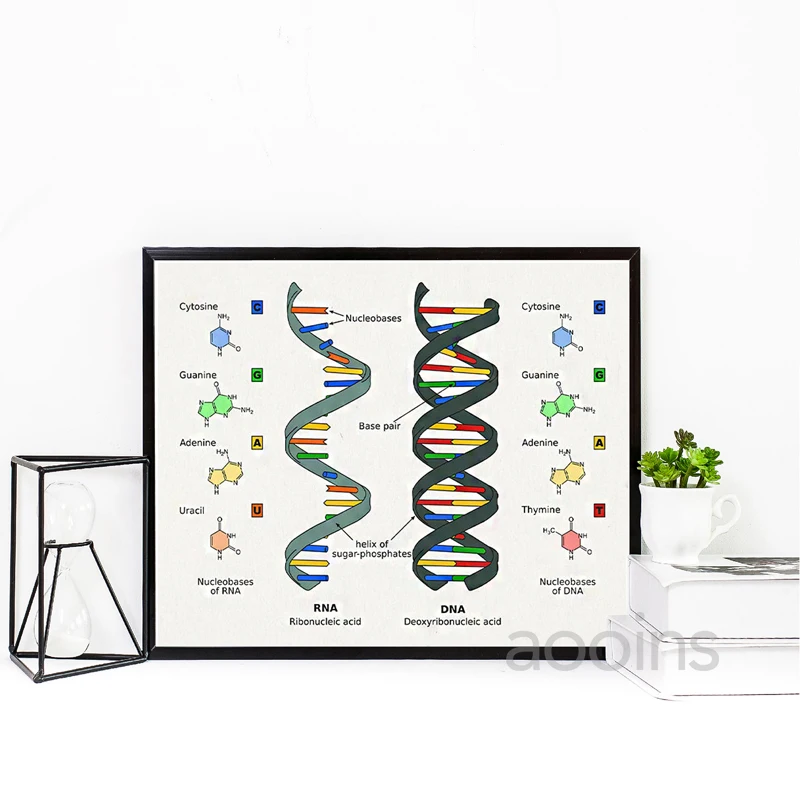 DNA Patent Wall Art Genetics Posters Print Biology Wall Decor Vintage Blueprint Prints Medical Student Gift Science Decorations view 4