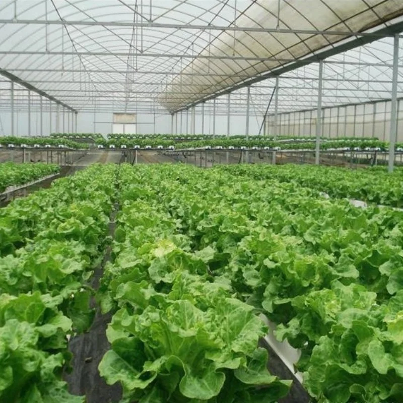 8M*30M-Large Commercial Green Houses Agriculture Greenhouse