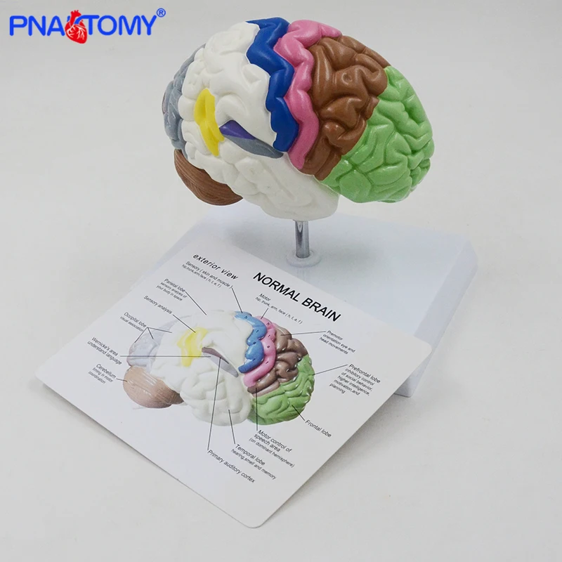 Human Half Brain Anatomy Model Life Size with Instruction Card and Base Colored Anatomical Brain Model Medical Tool Teaching Use