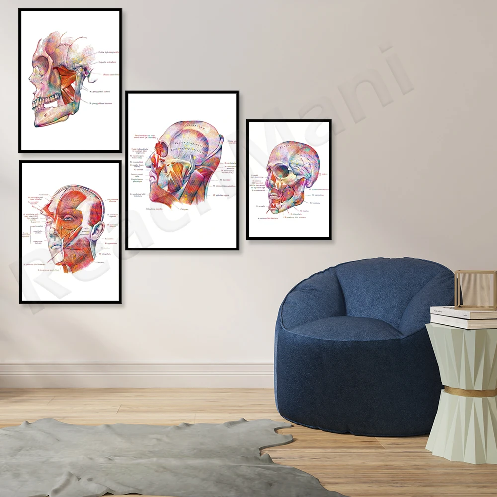 ملصق تشريح عضلات الوجه، هدية التجميل الفنية للبوتوكس، هدية معالج التدليك، طباعة التشريح الجراحي ديكور المدرسة الطبية