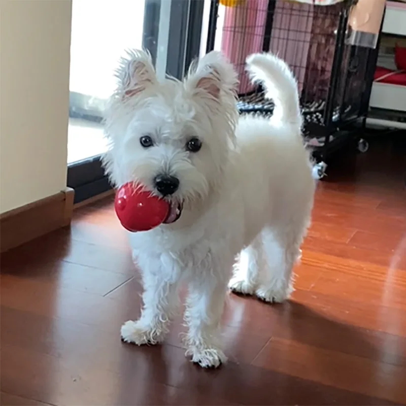 CAITEC Dog Toy Amazing Squeaker Ball Durable Floatable Springy Bite Resistant Best for Tossing Chasing Foraging Medium Large Dog