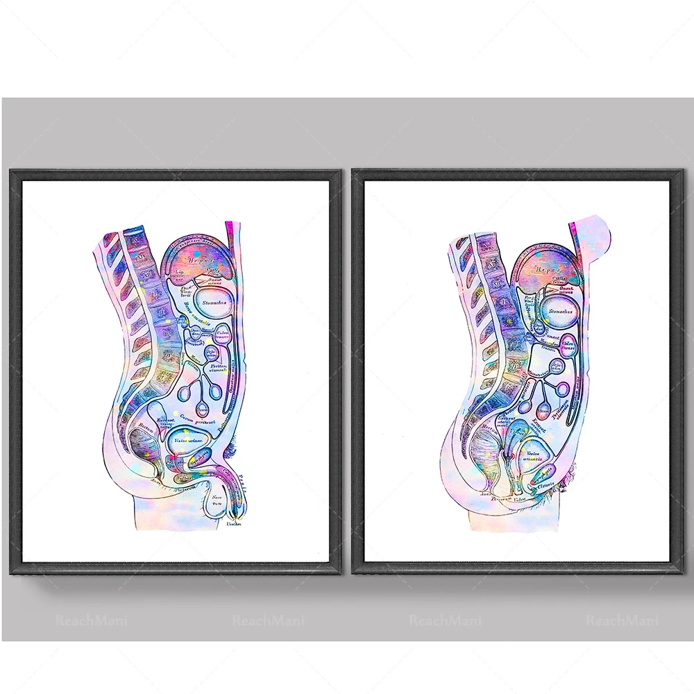 Abdomen Organs Anatomy Poster Internal Organs Print Watercolor Anatomy Art Medical Decor Clinic Wall Art Doctor Office Gift Med