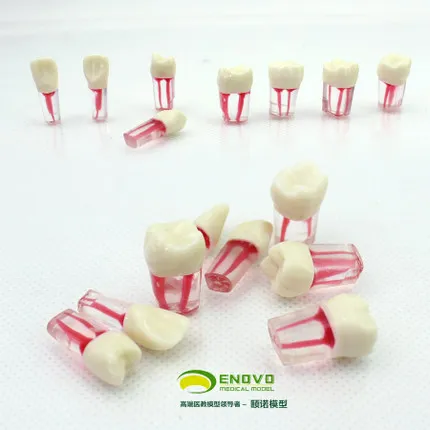 

Dental root canal in vitro dental model dental pulp filling 8 tooth price