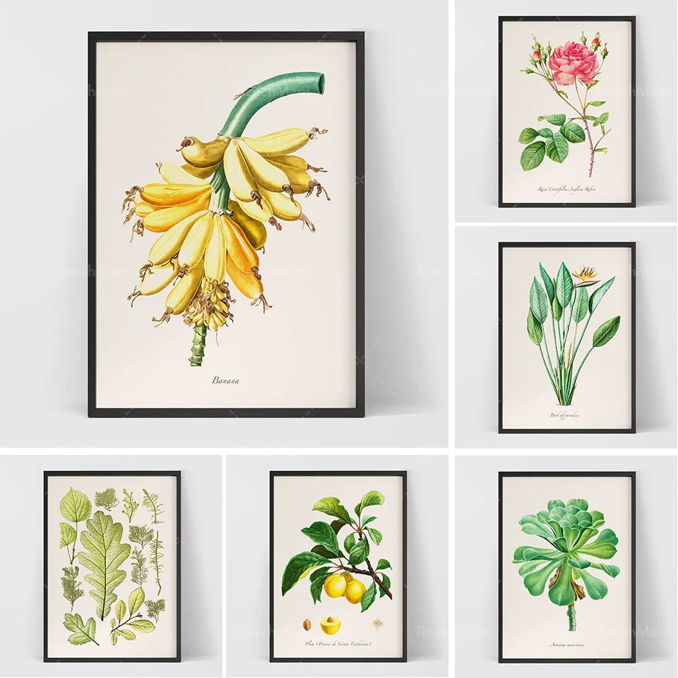 

Flower and plant wall art poster retro nostalgic print/