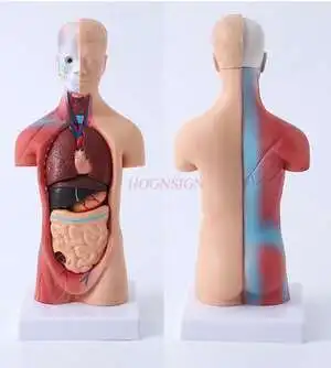 Human Body Model Anatomy Heart Model Brain Human Body Structure Model Medical Organ Torso Teaching Internal Organs