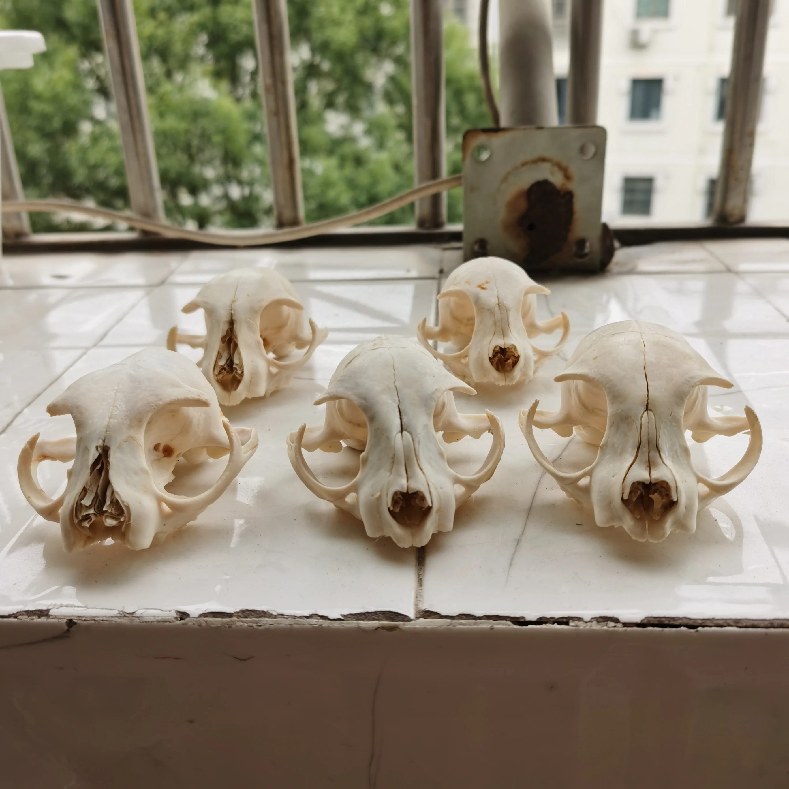 Real Animal Skulls/ Garden Decoration/ Fish Tank Decoration/ Incomplete