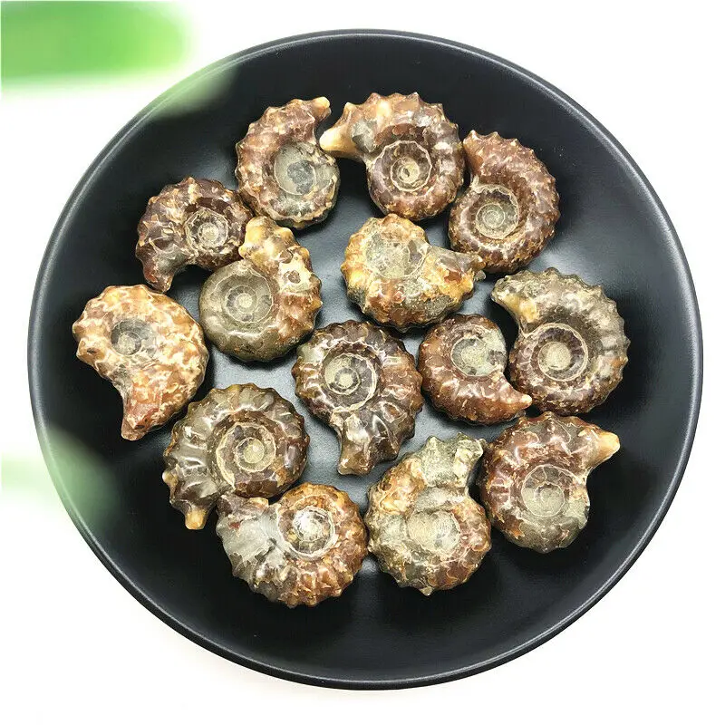 Wholesale 1PC Natural Ammonite  Conch Crystal Specimen Healing Stones Decor Madagascar Natural Quartz Crystals