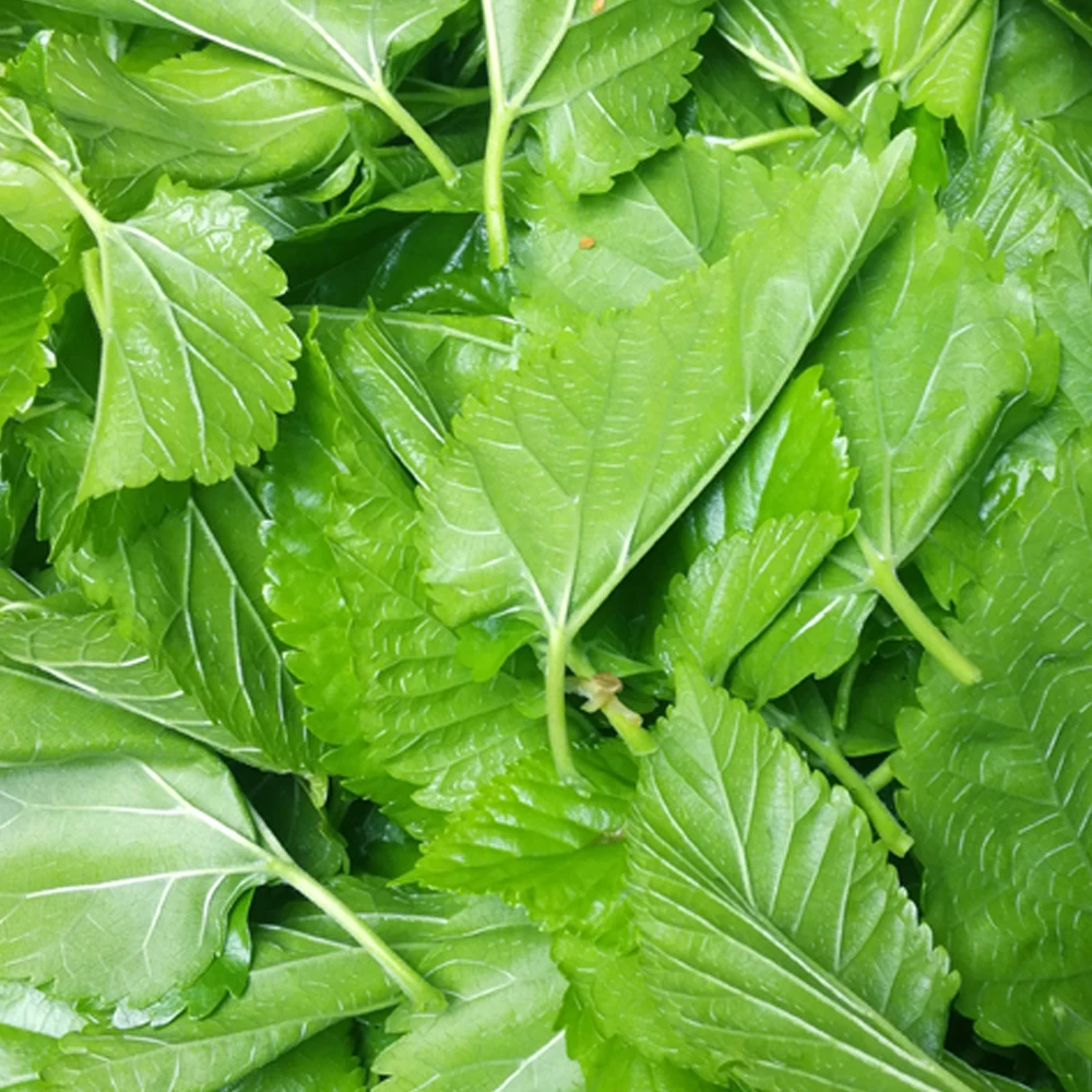 

Еда для взрослых, шелкопряд, маленькие шелковистые червяки, Детские Свежие листочки, нежные листочки, забавные научные игрушки для детей, 500 г/лот