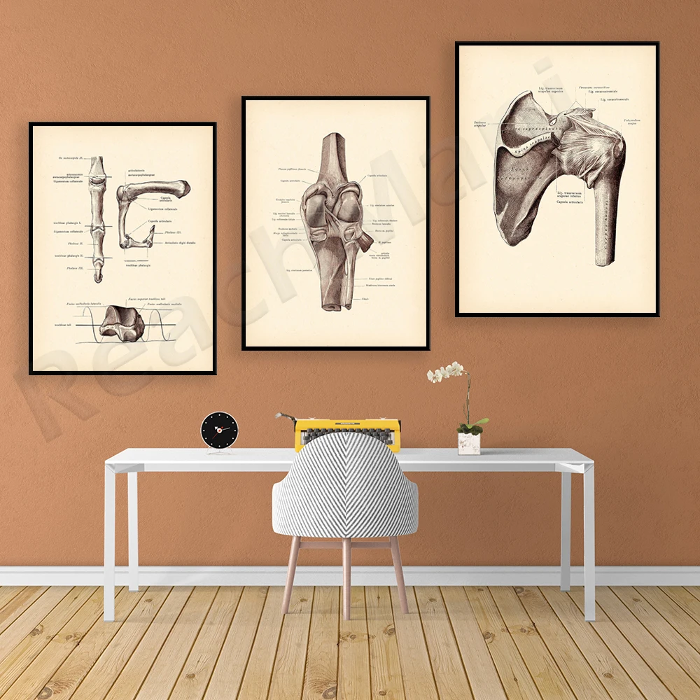 Vintage anatomy, knee joint, shoulder joint, finger joint, bone, chiropractic clinic physiotherapist gift poster