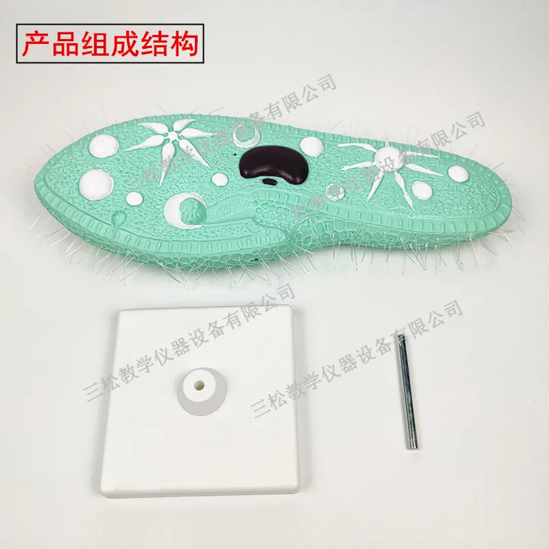 PVC Paramecium Model with Cilia Teaching Resources  Classroom Supplies