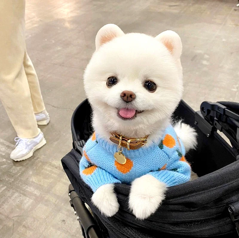 

Dog Sweater Cute Carrot Pet Clothes Teddy Bichon Schnauzer Dog Clothes Knitted Dog Vest For Small Medium Dog Puppy Costume