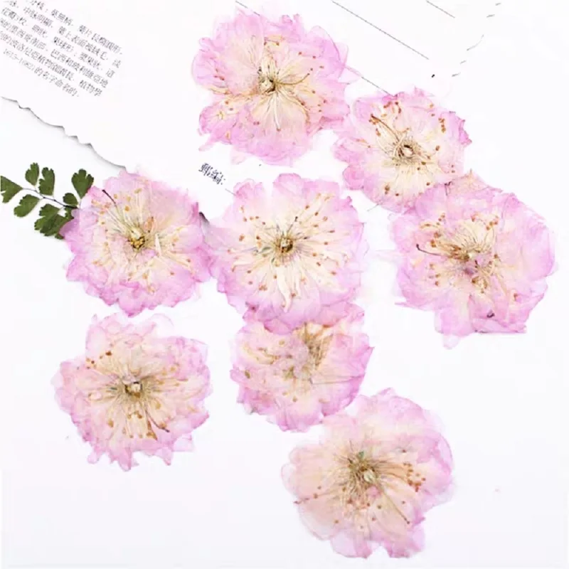 60pcs Pressed Dried Cerasus Cherry Blossoms Flower Plant Herbarium For Jewelry Photo Frame Phone Case Bookmark Making DIY