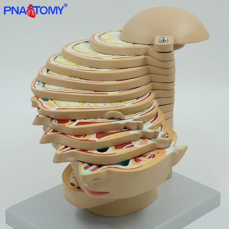 PNATOMY human disc head model 12 pieces brain nerves muscles life size professional teaching tool human anatomical models