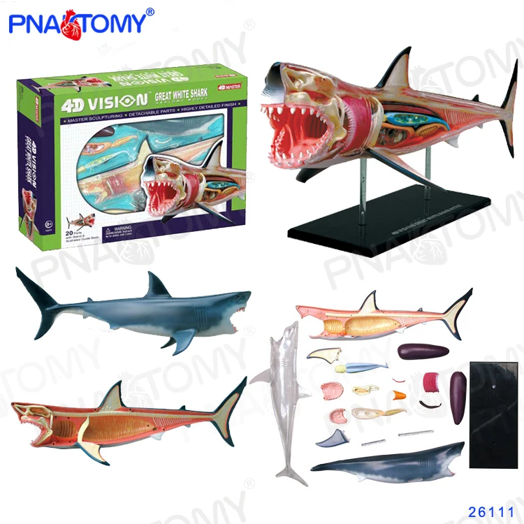 4D MASTER Great White Shark Model Aquarium Demonstration Marine Organism Sea Animal Anatomical Toys Children Christmas Gifts