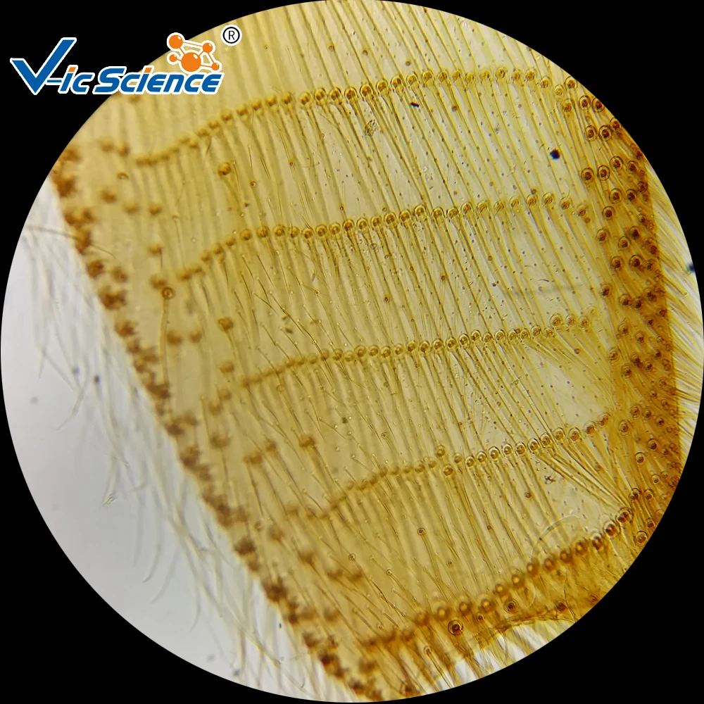 Medical and Teaching Microscope prepared slides （Insect)