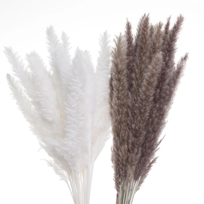 

Reed Bunch Pampas Grass Phragmites Home Decor Pampa Decoration Para Plants Decoracion Salon Casa Wedding Decor 15PCS Deco