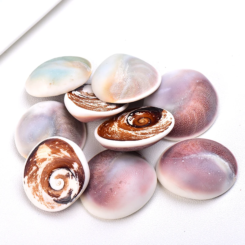 1PC/3PC Natural Sun Bei Madagascar Agate Mollusk Raw Stone Conch Home Decor Aquarium Embellished Shell Accessories Healing Gifts