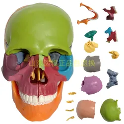 1/2 tamanho de vida 15 partes anatomia humana colorido montado crânio modelo médico esqueleto humano brinquedo