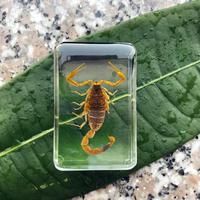Insect Stone Natural Scorpions Inclusion Amber Specimen Home Decorative Stone Resin Cfraft Paperweight Wedding Party Travel Gift