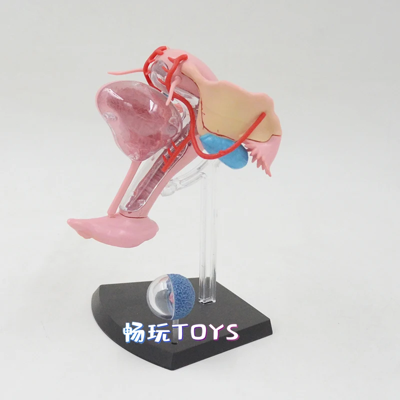 Female Genital Organs Model Reproductive System Anatomy Model Detachable DIY studyEducational Equipment With Manual 4D MASTER