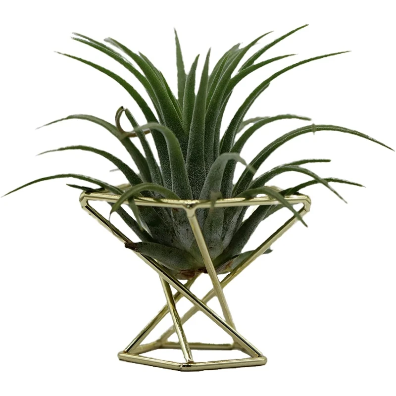 3 Pcs Geometric Air Plant Holder Airplants Rack Metal Plants Stand Planter Shelves Himmeli Decor Tillandsia Containers