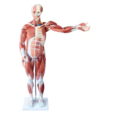 Human Medische Anatomisch 80Cm Human Spier Model Mannelijke 27 Onderdelen