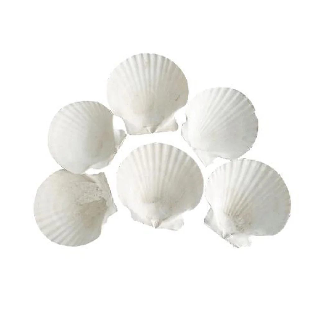 6pcs 4-5cm small size natural white Conch sea shell white scallop shell for fish tank decoration or gift