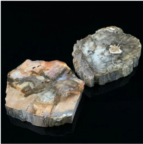 Natural Polished Microsection Petrified Wood Quartz Crystal Gift Healing 1PC