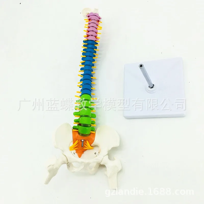 45CM Spine Model with Intervertebral Disc Human Colored Vertebral Column Model with Pelvis Femur Heads Sacrum