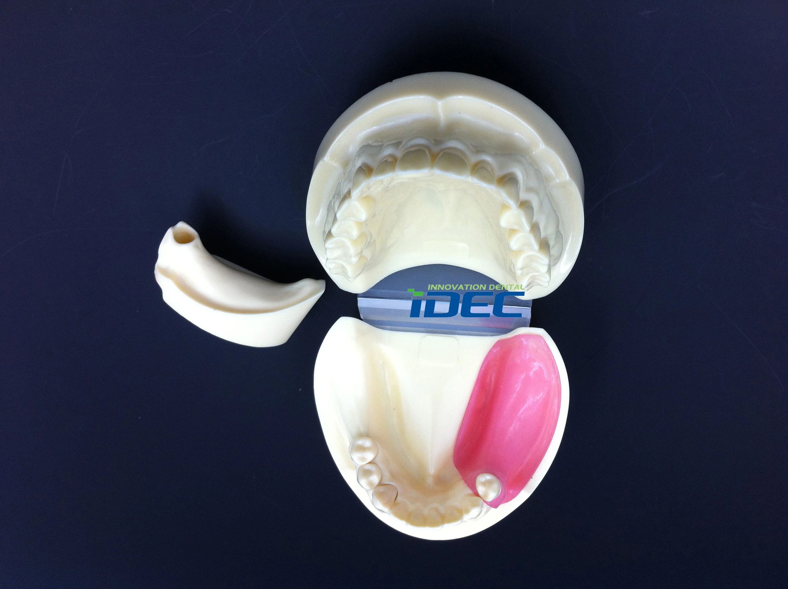 Dental  Implant Practice Model Replaceable Full Implant Practice Model #2002