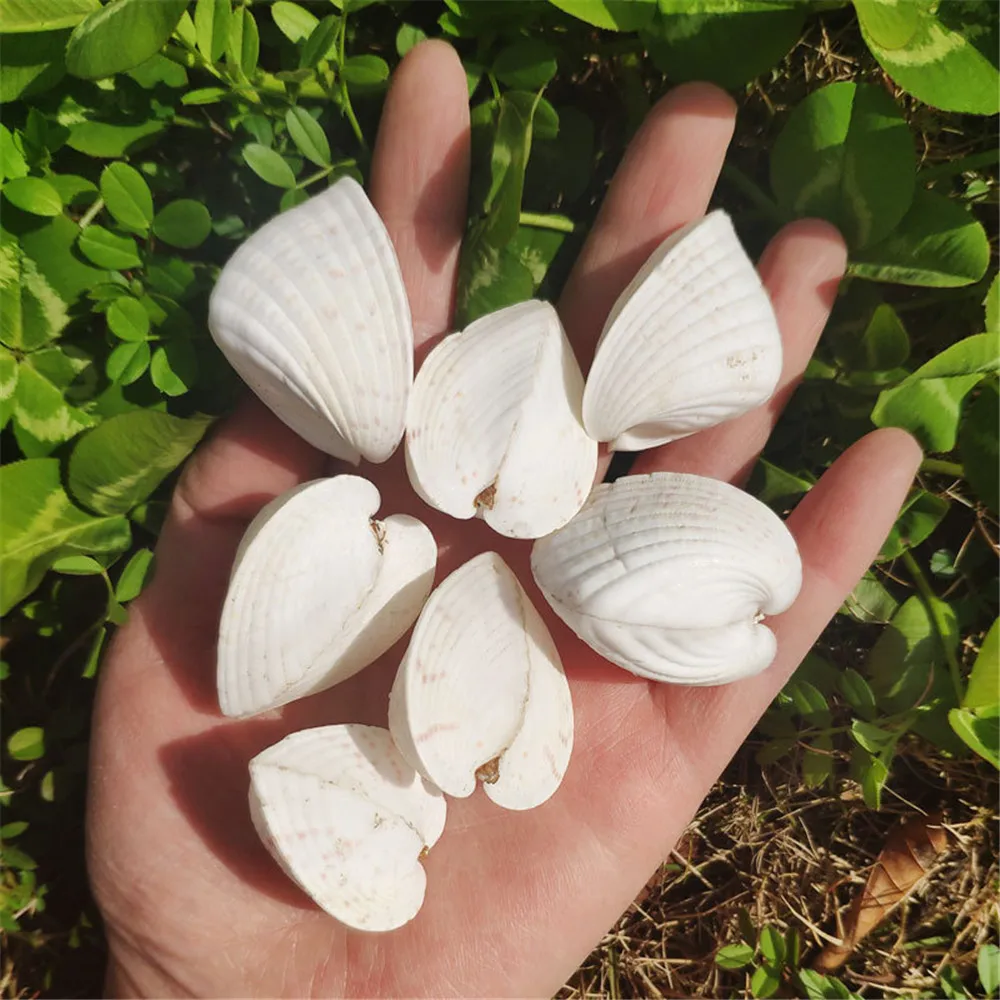 10pcs/lot White Natural Marine Shells Flat Heart-Shaped Conch Beige Cute Chicken Heart Clam Love Shellfish Home Decoration