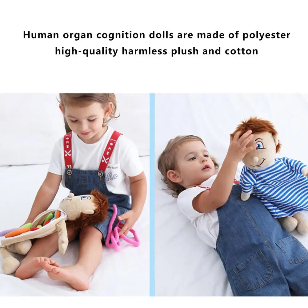 Human Body Model Anatomy Doll Soft Doll Toy Model Anatomy Anatomical Internal Organs Doll Educational Soft Toy