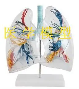 

2 Times Transparent Human Lung Anatomy Thoracic Surgery Bronchial Tree Model Medical Model Supplies